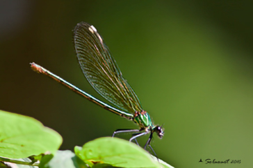 Calopteryx virgo