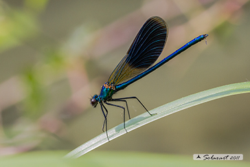 Calopteryx splendens