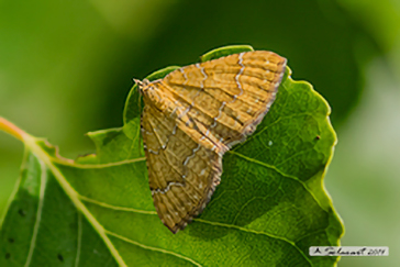 Camptogramma bilineata