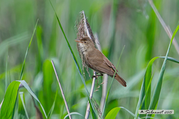 Cannaiola; Acrocephalus scirpaceus