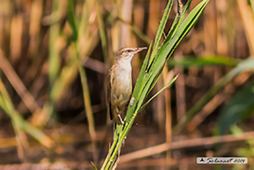 Cannareccione - Acrocephalus arundinaceus