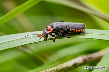 Ordine: Coleoptera; Famiglia: Cantharidae; specie: Cantharis fusca