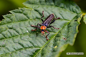 Ordine: Coleoptera; Famiglia: Cantharidae; specie: Cantharis livida