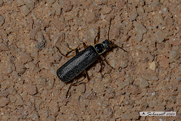 Ordine: Coleoptera; Famiglia: Cantharidae; specie: Cantharis pagana
