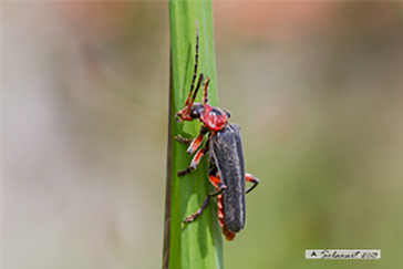 Ordine: Coleoptera; Famiglia :  Cantharidae ; specie: Cantharis rustica