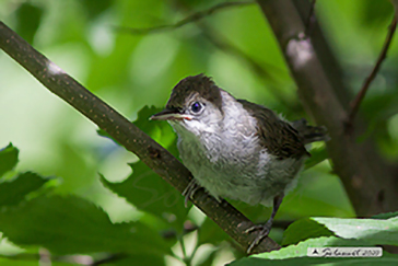 capinera (Sylvia atricapilla)