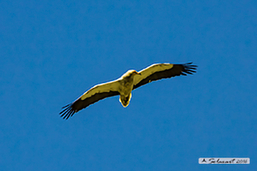 Capovaccaio; Egyptian vulture