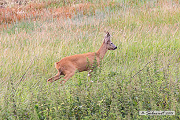 Capriolo