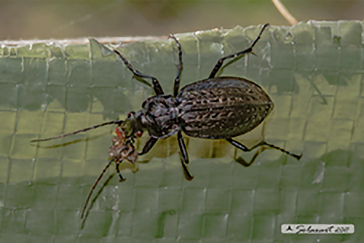 Carabus (Carabus) granulatus interstitialis