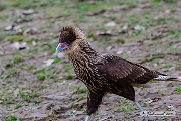 Caracara plancus cheriway