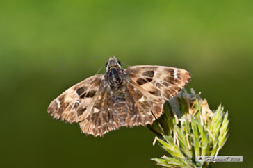 Carcharodus alceae