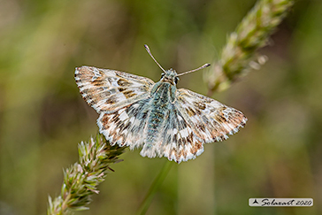 Carcharodus lavatherae
