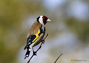 Cardellino, European Goldfinch