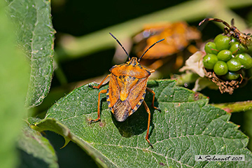 Carpocoris pudicus