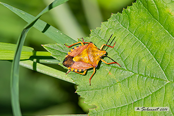 Carpocoris_purpureipennis