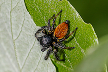 Carrhotus xanthogramma
