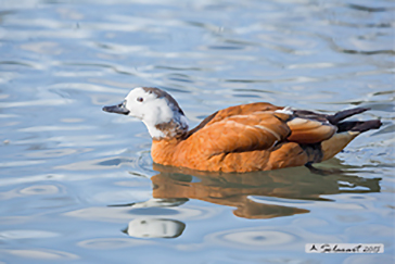 Casarca comune, Tadorna ferruginea, Ruddy shelduck