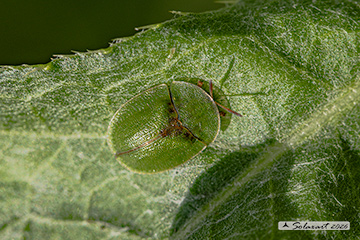 Cassida rubiginosa