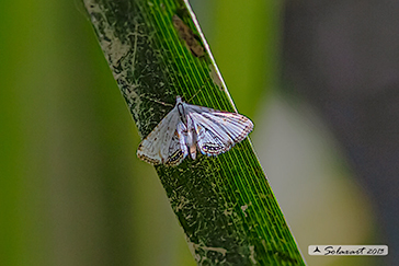 Cataclysta lemnata