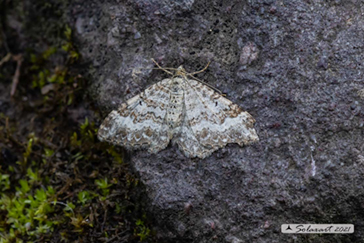 Catarhoe putridaria