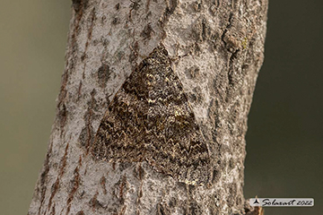 Catocala elocata