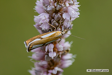 Catoptria conchella