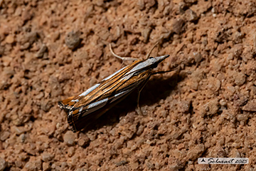 Catoptria europaeica