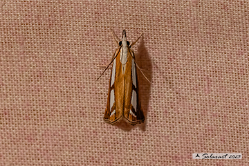 Catoptria permutatellus