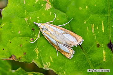 Catoptria pinella