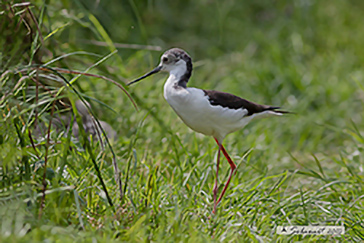 Cavaliere d'Italia - maschio - (Himantopus himantopus) 