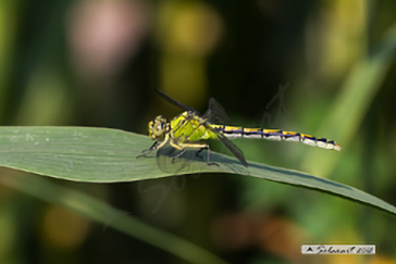 Ophiogomphus cecilia