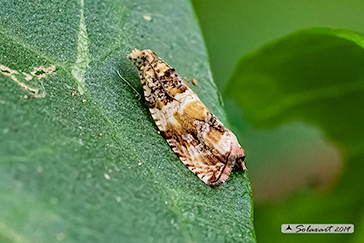 Notocelia tetragonana