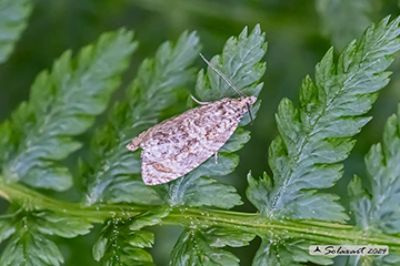 Celypha lacunana