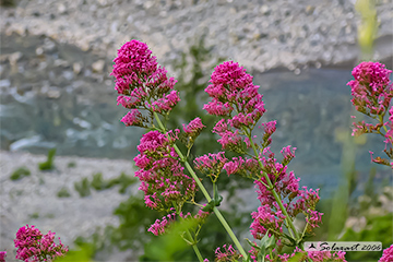 Centranthus ruber