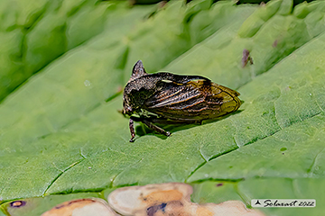 Centrotus cornutus - Diavolino - Thorn-hopper