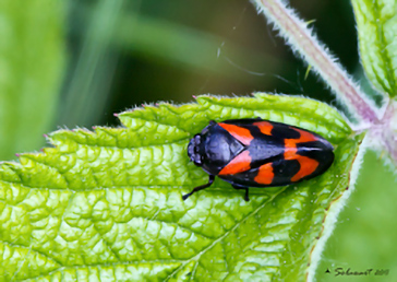 Cercopis vulnerata