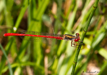 Ceriagrion tenellum 