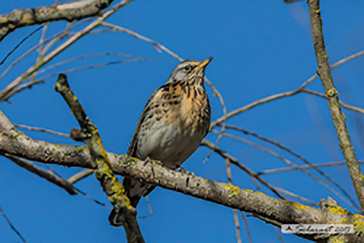 Cesena - Turdus pilaris