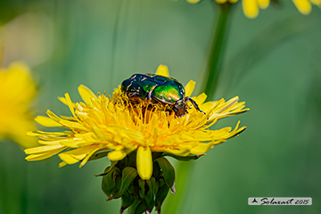 Cetonia aurata