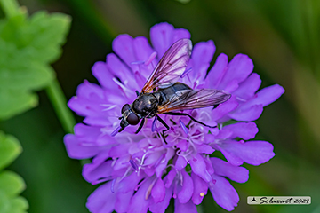 Cheilosia albitarsis