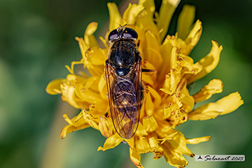 Cheilosia canicularis