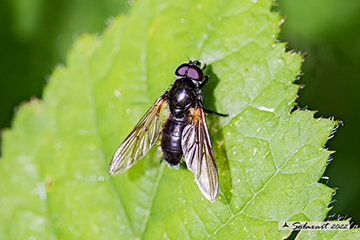 Cheilosia velutina