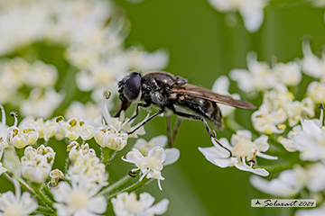 Cheilosia variabilis