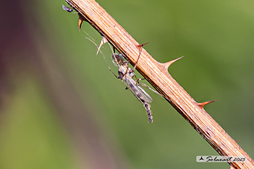 Chironomidae: Chironomus plumosus