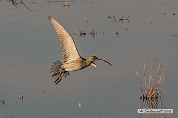 Eurasian curlew, Chiurlo