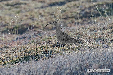 Whimbrel, Chiurlo piccolo, Numenius phaeopus