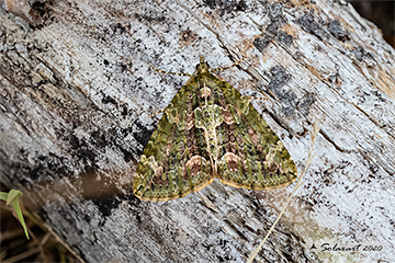 Chloroclysta siterata