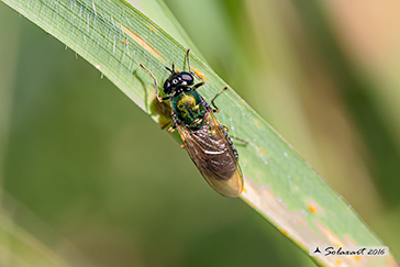 Chloromyia formosa