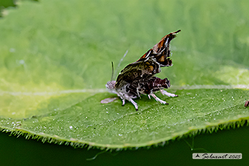 Choreutis nemorana - Fig-tree skeletonizer moth