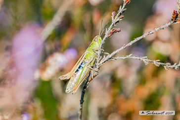 Chorthippus dorsatus